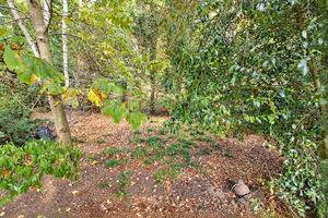 Photo 31- click for photo gallery